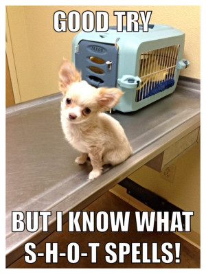 Funny chihuahua puppy: Funnies Chihuahua, Funnies Animal, Chihuahua ...