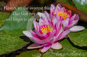 ... wonderful quote - Flowers are the sweetest things that God ever made