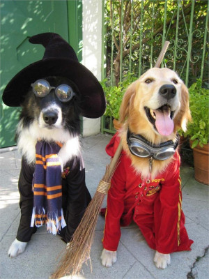 funny-dogs-dressed-in-costumes-4682.jpg