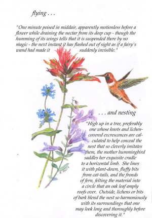 search hummingbirds quotes