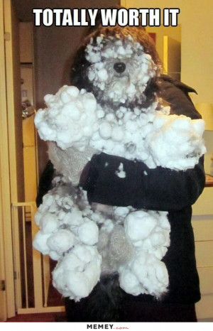Dog Covered In Snow