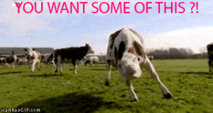 want this crazy mad cow animal animated gif funny pics pictures pic ...