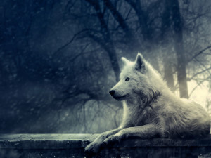 yorkshire_rose white wolf background
