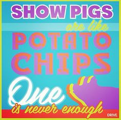 pigs life country shows quotes country girls livestock showing quotes ...