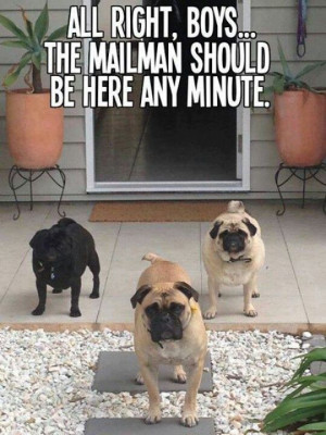 WAR pugs vs mail man go pugs