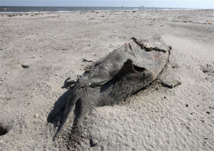 Photo: Dead dolphin found at Fourchon Beach, Port Fourchon, Louisiana ...