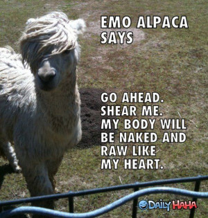 Emo_Alpaca_funny_picture