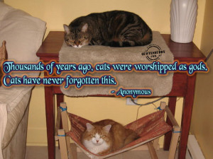 cat-quotes-graphics-10