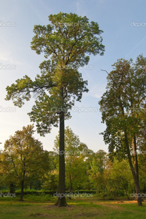 ... -tall-tree-stands-alone-in-the-park.-Its-a-sunny-autumn-evening.jpg