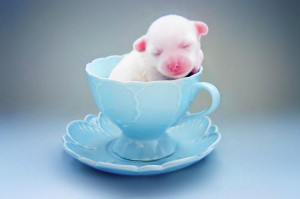 Cute Teacup Puppy Photograph