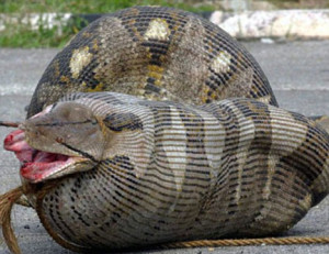 Slithering hell! The snakes that eat crocs for breakfast and are fast ...