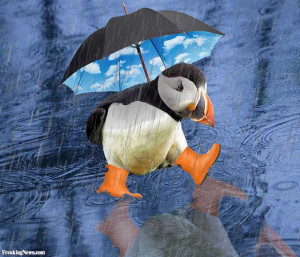 Direct image link: Puffin In The Rain