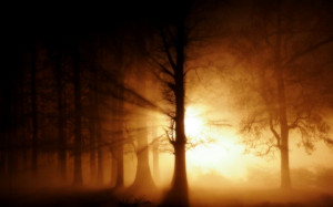 Home - Wallpapers / Photographs - Sunrise and sunset , Forest - Mystic ...