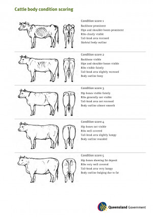 Cattle Body Condition Score Chart