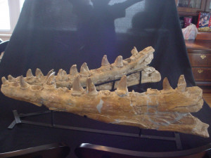 Help Identifying Huge Mosasaur Jaws