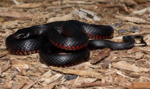Red Belly Snake Red bellied black snake