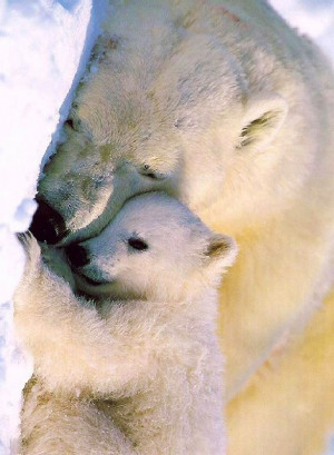 Sleepy Polar bears via www.Facebook.com/PositivityToolbox