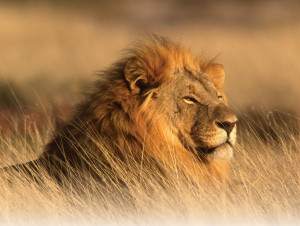 africa-lion