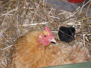 ... as symbols of mothering and motherhood the mother hen under a mother s