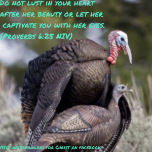 Turkey hunting bible