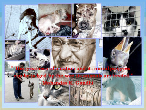 Animals Are Treated Mahatma...
