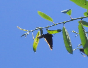 today s shot of a mourning cloak laying eggs posted