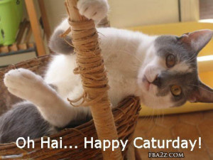 Funny cat - Happy Caturday (saturday)