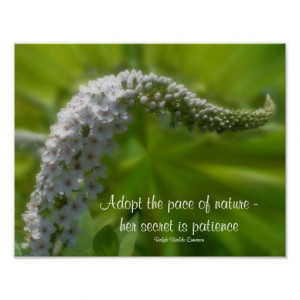 Patience Quote White Flower Inspirational Poster