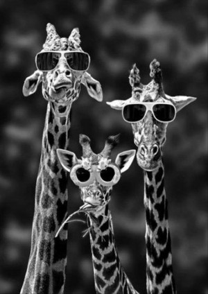 funny sunglasses