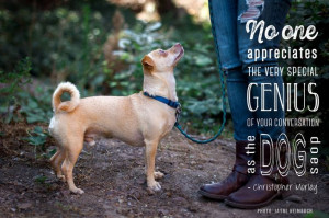 Dogs always appreciate our insights.(Photo: Jaymi Heimbuch )