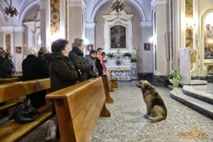 Loyal dog attends mass every day at church where owner's funeral was ...
