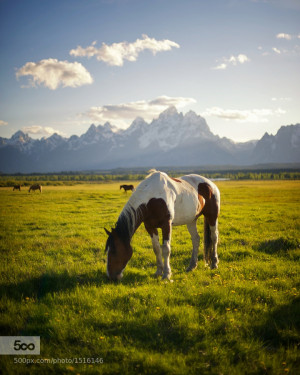 Paint Horse Quotes http://500px.com/photo/1516146