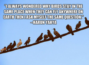 more quotes pictures under birds quotes html code for picture