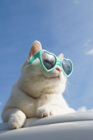 Cool Cat, Cat Celebrity, Heart Glasses, Kitty Kitty, Crazy Cat ...