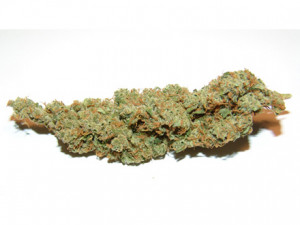 amnesia haze My Top 5 Cannabis Strains: Haze