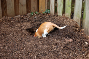 Handsome Beagle Digging Hole