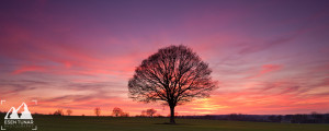 Sunset Tree Wallpaper