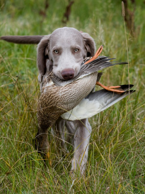 Weimaraner - One of the large hunting dog breeds, the Weimaraner ...