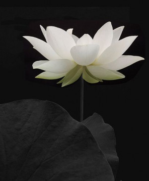 Lotus Flower - IMGP7163-bw by Bahman Farzad, via Flickr