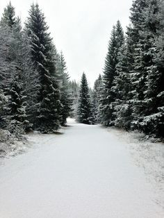 ... winter snow winter trees winter walks winter wonderland winter stroll