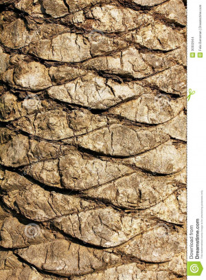 Search Results for: Tree Bark Texture Seamless