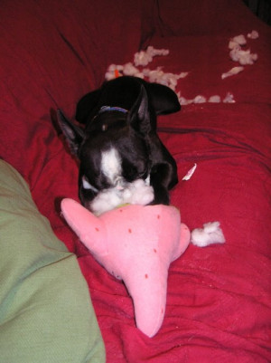 Patrick Starfish Quotes