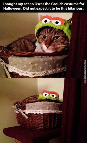Cat in Oscar the Grouch costume