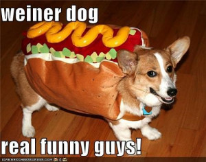 Funny Weiner Dog
