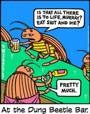 dung beetle existential angst: Drinks Humor, Laugh, Contemplation Life ...