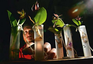 Ultimate aphrodisiac … Rod Peakall examines orchids whichmimic the ...