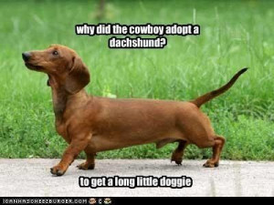 why did the cowboy adopt a dachshund?