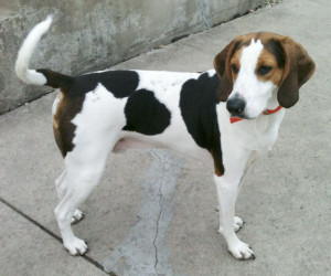 Dog of the Day: Kenji, Treeing Walker Coonhound