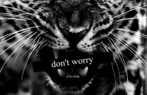 angry animal care cat don 39 t worry fight life quote quotes
