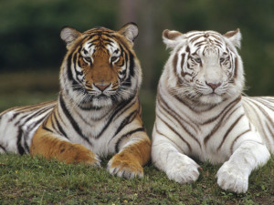 White Bengal Tiger Wallpaper 11275 Hd Wallpapers
